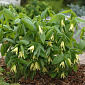 Uvularia grandiflora 'Pallida'